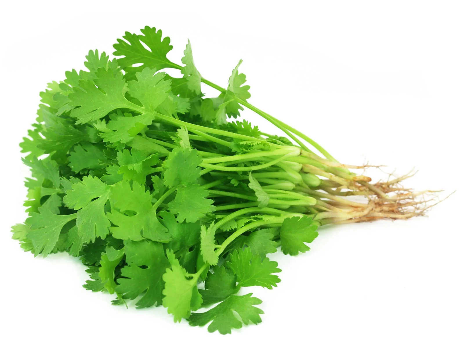 Coriander Leaves export from India