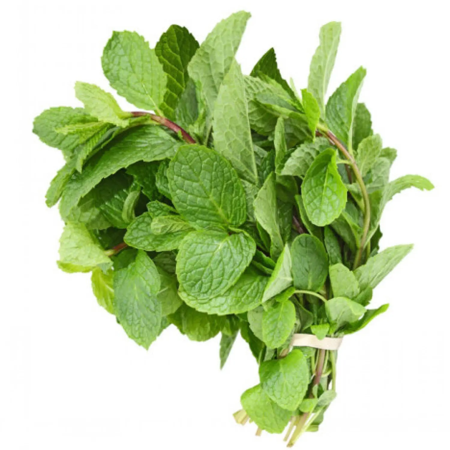 Mint Leaves export from India