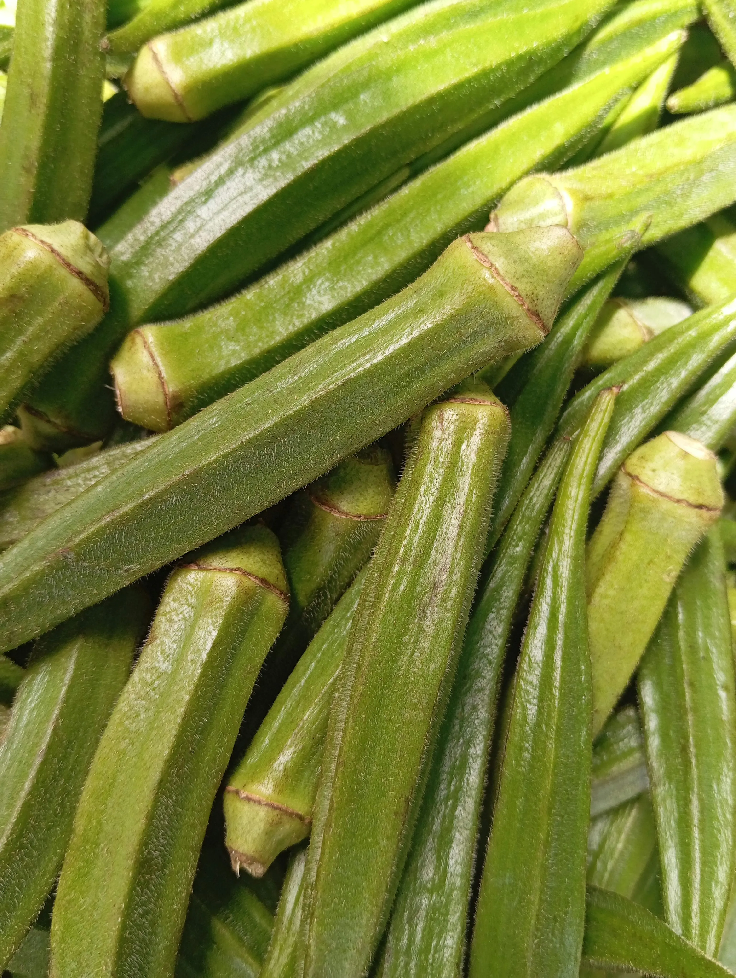 Okra export from India