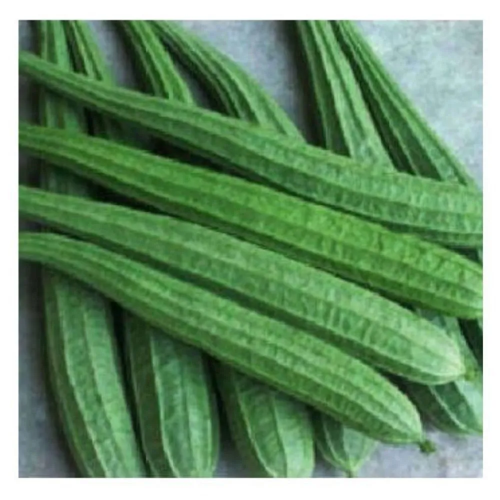 Ridge Gourd Seeds export from India