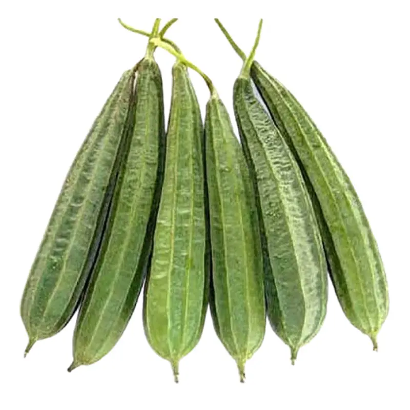 Ridge Gourd export from India