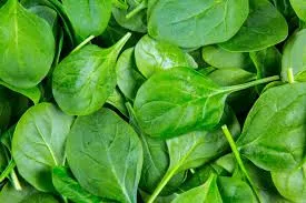 Spinach export from India