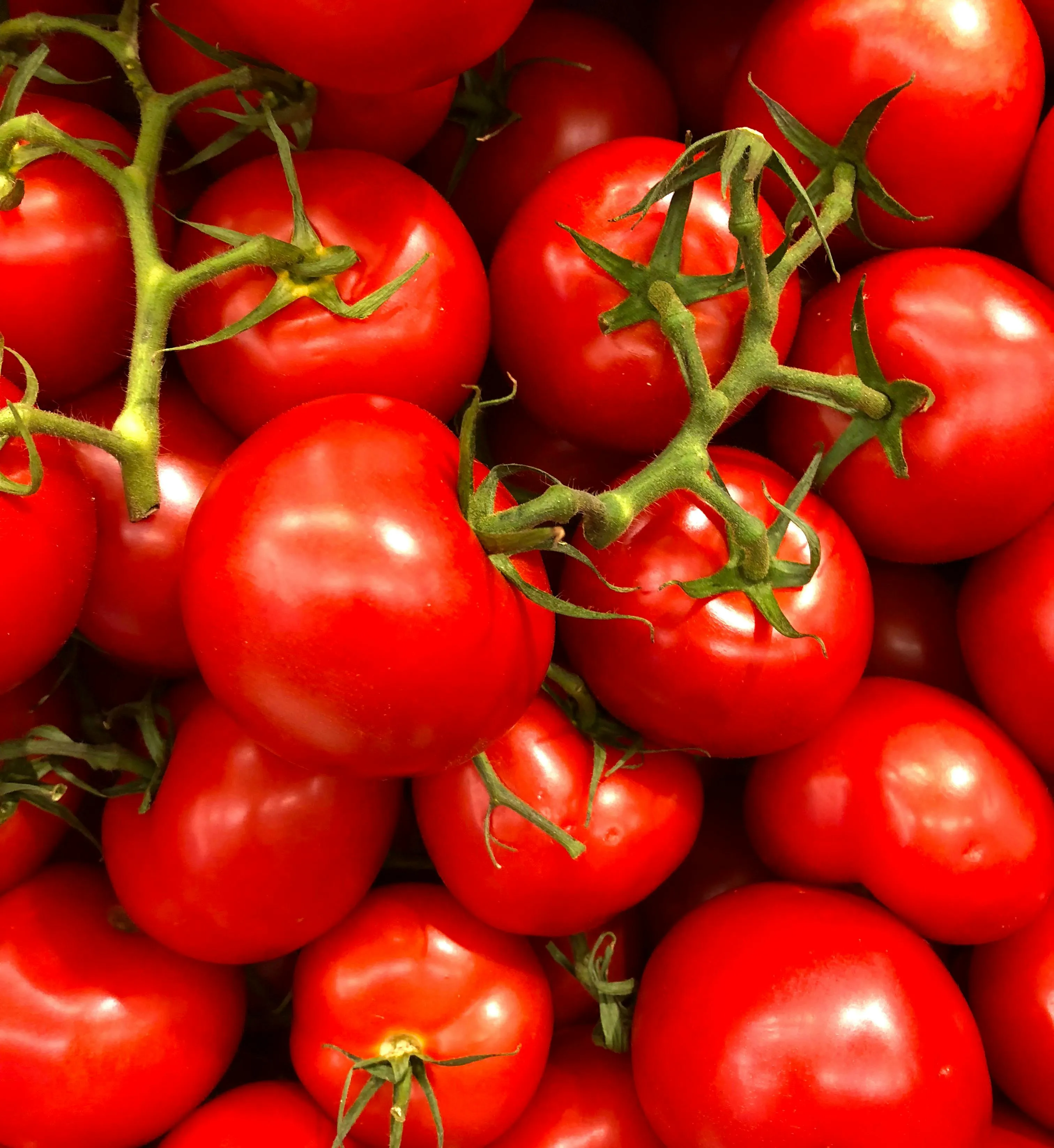 Tomato export from India